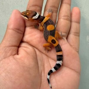 IMG_0166 fire emerine cross gecko baby jantan