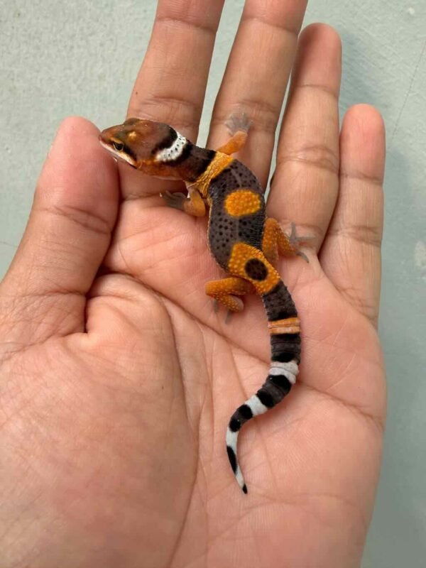 IMG_0166 fire emerine cross gecko baby jantan