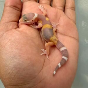 IMG_0169 gecko tangerine chocolate incub betina baby