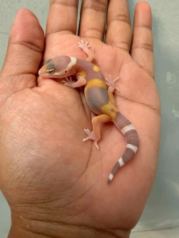 IMG_0169 gecko tangerine chocolate incub betina baby