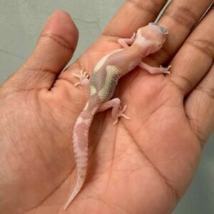 IMG_0171 gecko ulet bambu albino incub jantan baby