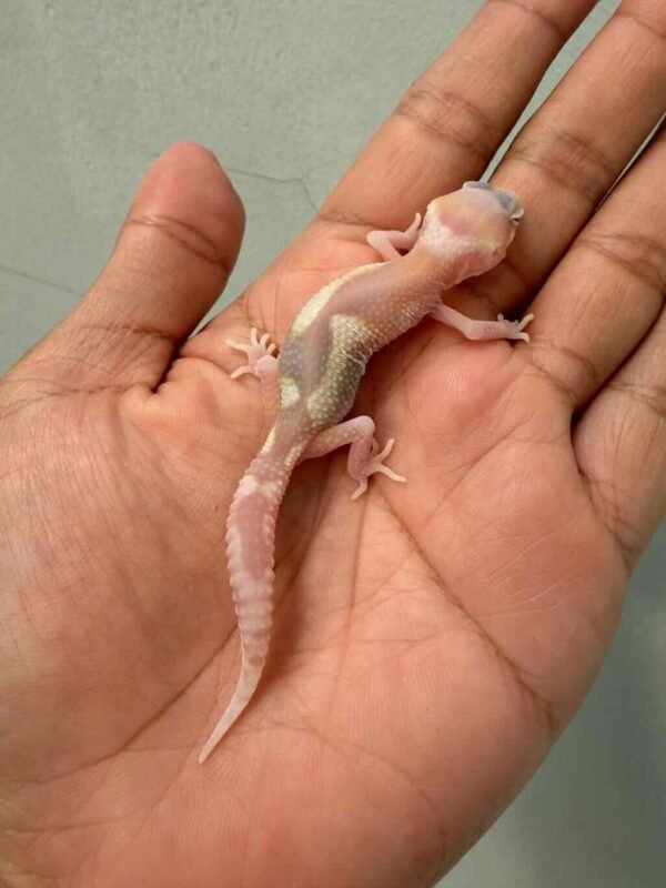 IMG_0171 gecko ulet bambu albino incub jantan baby