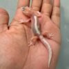 IMG_0173 gecko white & yellow mack snow tremper stripe baby