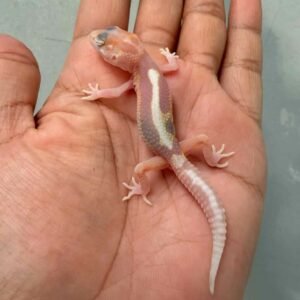 IMG_0173 gecko white & yellow mack snow tremper stripe baby
