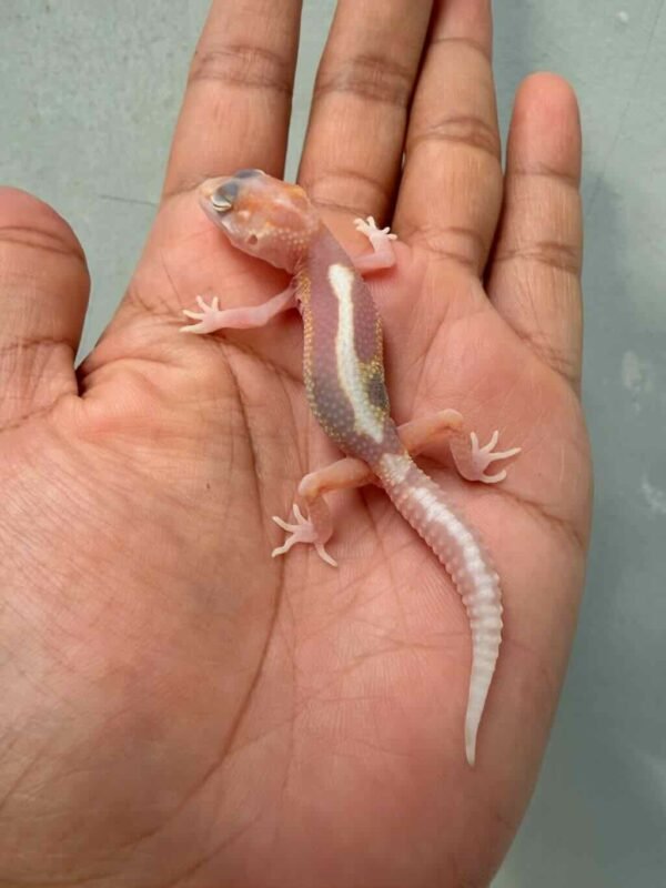 IMG_0173 gecko white & yellow mack snow tremper stripe baby