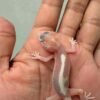 IMG_0174 White & Yellow Mack Snow Tremper Stripe - incub Jantan - R261163