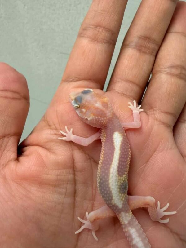 IMG_0174 White & Yellow Mack Snow Tremper Stripe - incub Jantan - R261163