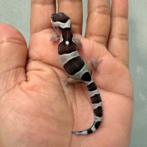 IMG_0176 mack snow black night gecko baby