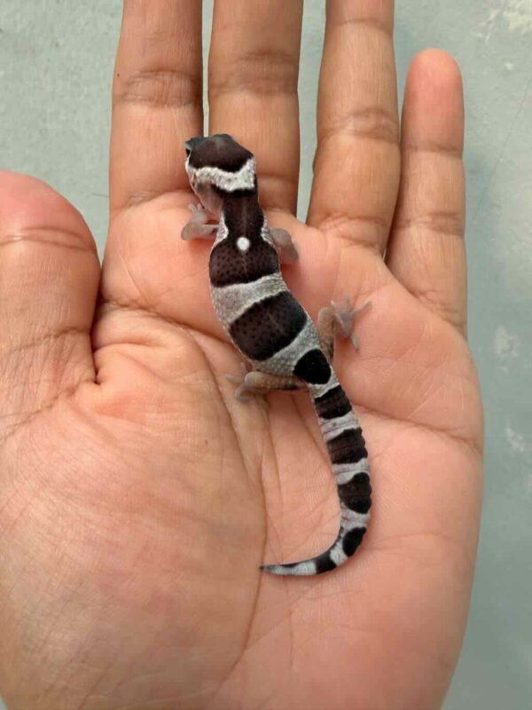 mack snow black night gecko baby