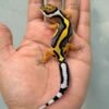 IMG_0184 gecko bold stripe het tremper jantan