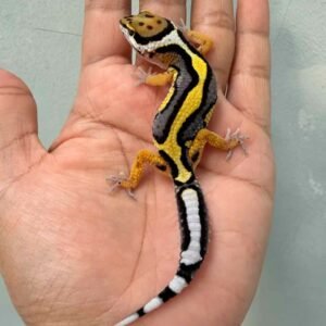 IMG_0184 gecko bold stripe het tremper jantan
