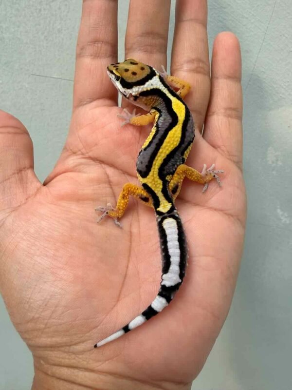 IMG_0184 gecko bold stripe het tremper jantan