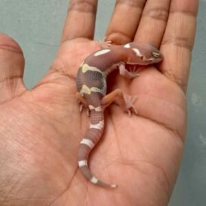IMG_0195 snow chocolate gecko baby