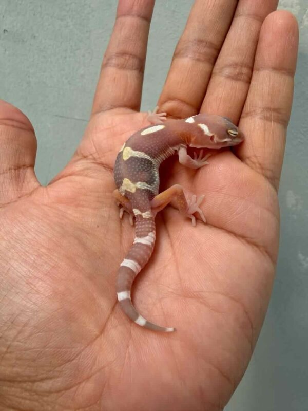 IMG_0195 snow chocolate gecko baby