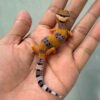 IMG_0200 gecko giant hypo tangerine poss super giant baby
