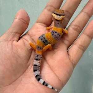 IMG_0200 gecko giant hypo tangerine poss super giant baby