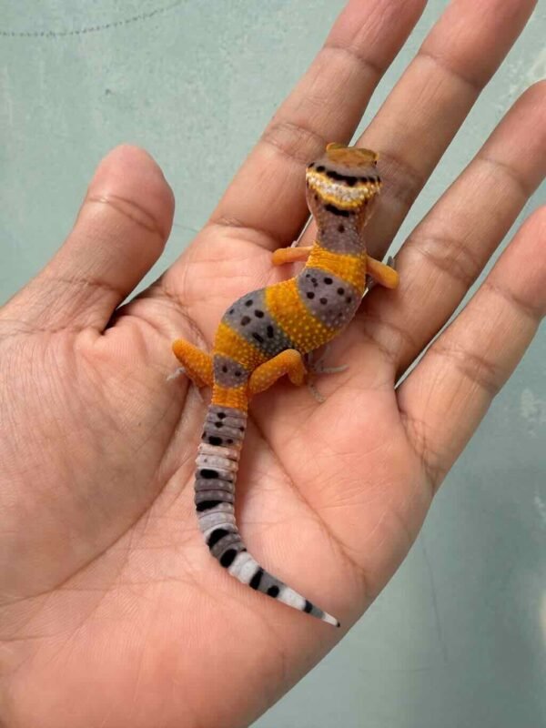 IMG_0200 gecko giant hypo tangerine poss super giant baby