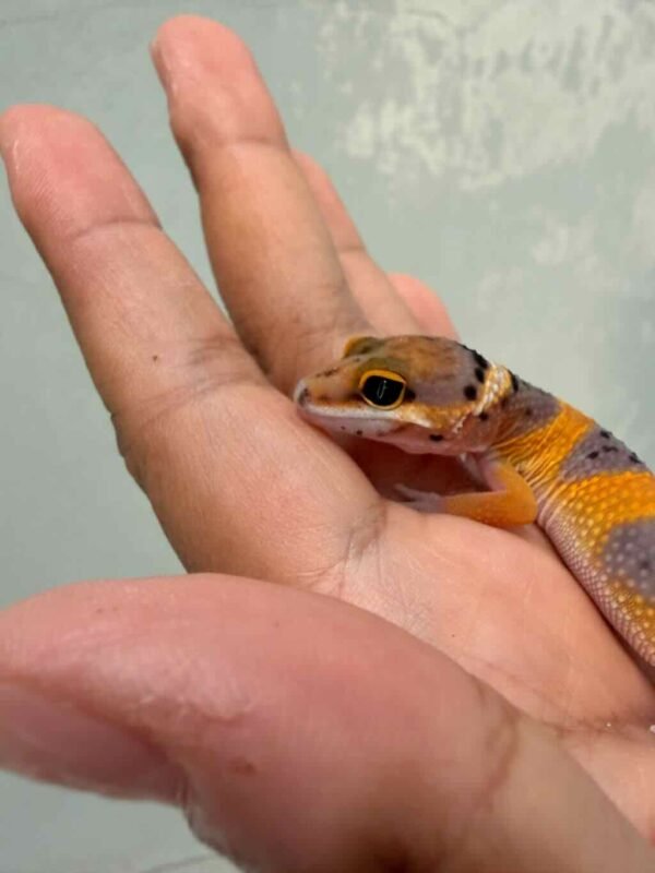 IMG_0201 Giant Hypo Tangerine poss Super Giant - incub Betina - R261090