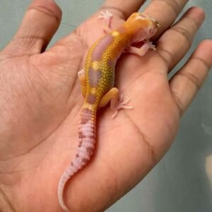 IMG_0203 gecko raptor reverse stripe het ember baby