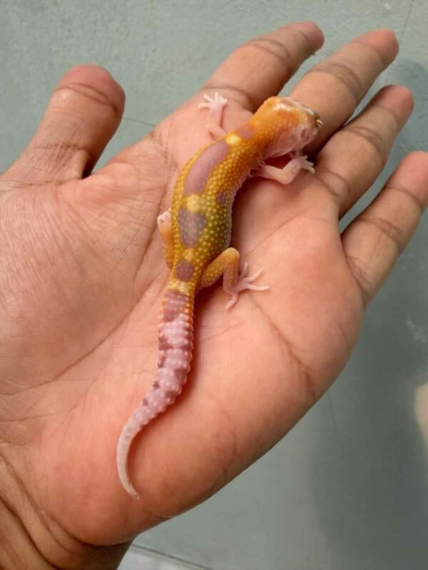 IMG_0203 gecko raptor reverse stripe het ember baby