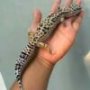 IMG_0206 jual gecko white & yellow tug snow betina indukan