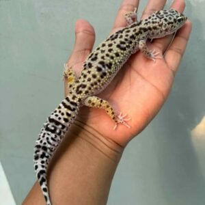 IMG_0206 jual gecko white & yellow tug snow betina indukan
