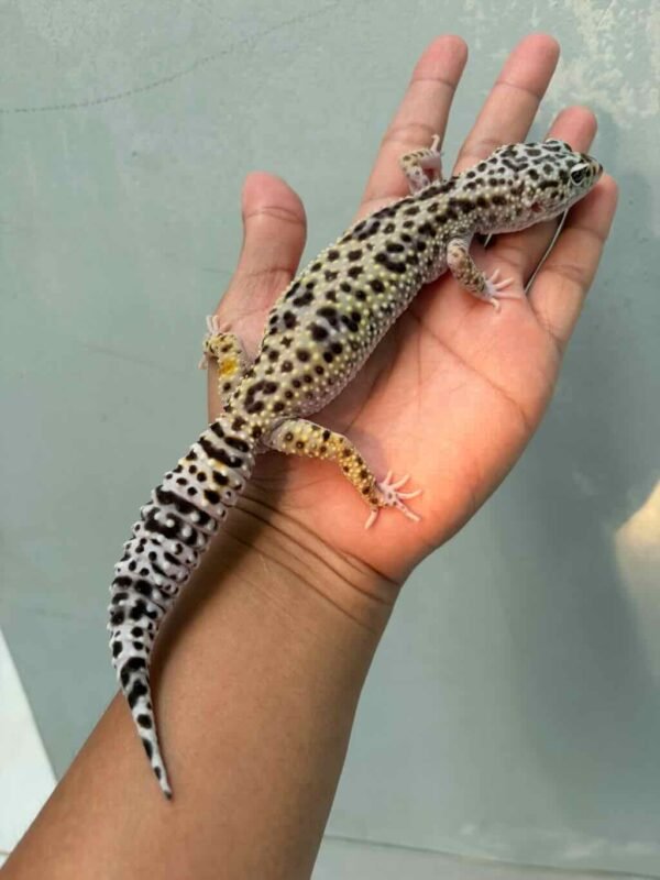 IMG_0206 jual gecko white & yellow tug snow betina indukan