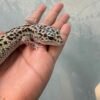 IMG_0207 mata leopard gecko white & yellow tug snow