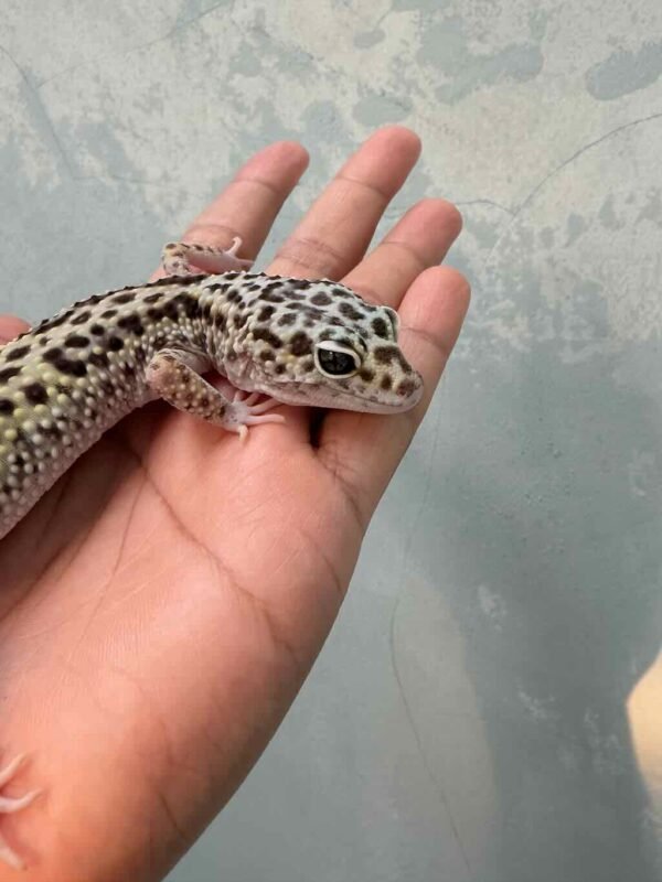 IMG_0207 mata leopard gecko white & yellow tug snow