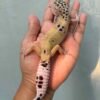 hypo tug snow leopard gecko