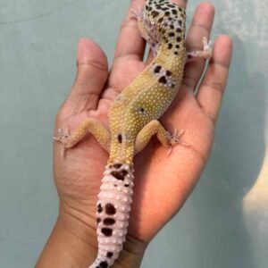 IMG_0209 hypo tug snow leopard gecko