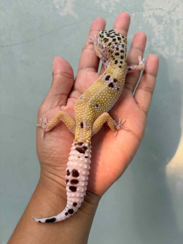 hypo tug snow leopard gecko