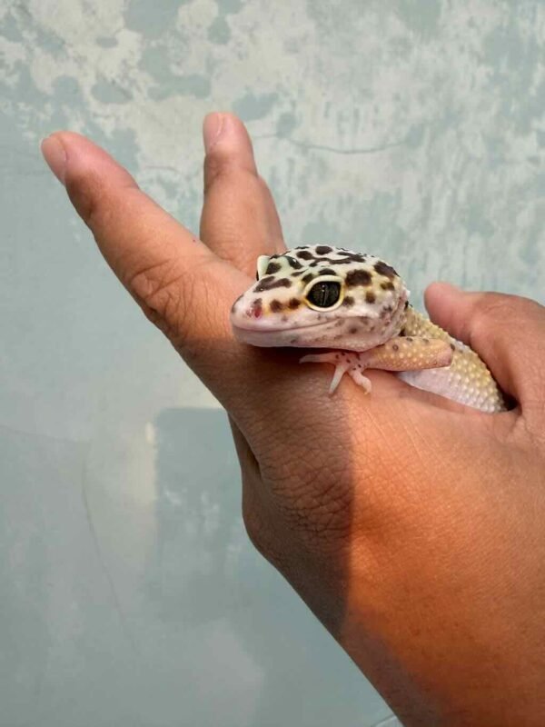 Hypo TUG Snow ph Tremper - Betina - B260537