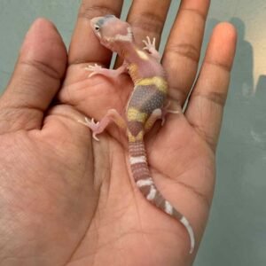 IMG_0223 gecko banded raptor baby