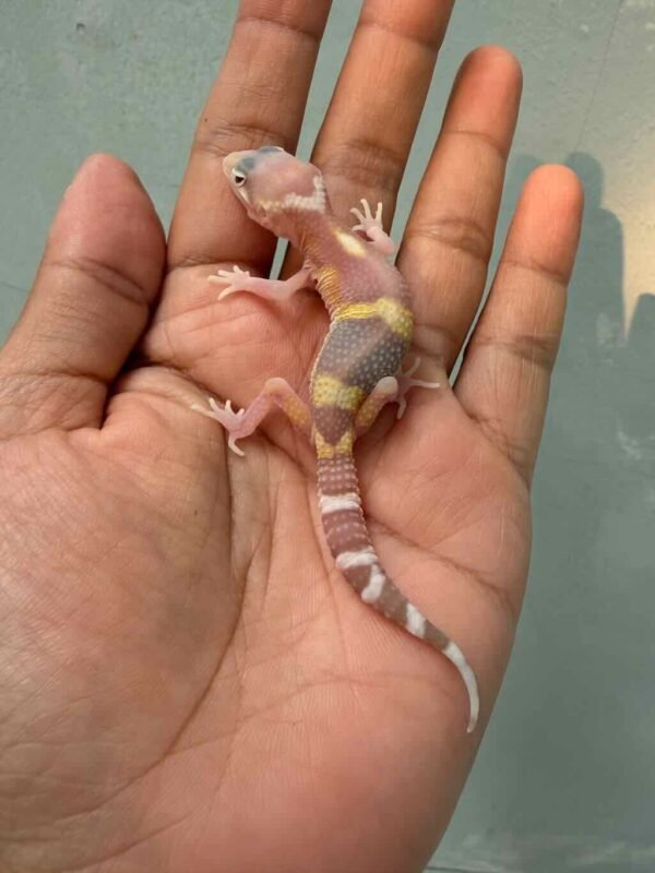 IMG_0223 gecko banded raptor baby