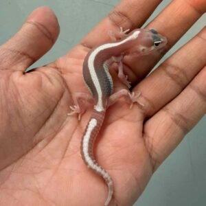 IMG_0225 mack snow tremper bold stripe baby jual gecko bahan kontes