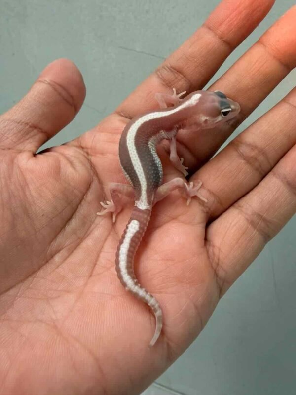 IMG_0225 mack snow tremper bold stripe baby jual gecko bahan kontes