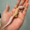 IMG_0229 ember leopard gecko baby