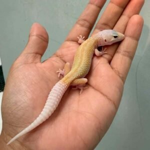 IMG_0229 ember leopard gecko baby