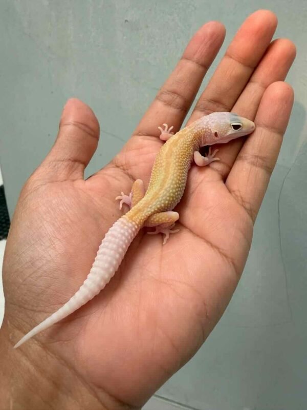 IMG_0229 ember leopard gecko baby
