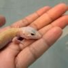 IMG_0230 mata gecko ember ruby eye