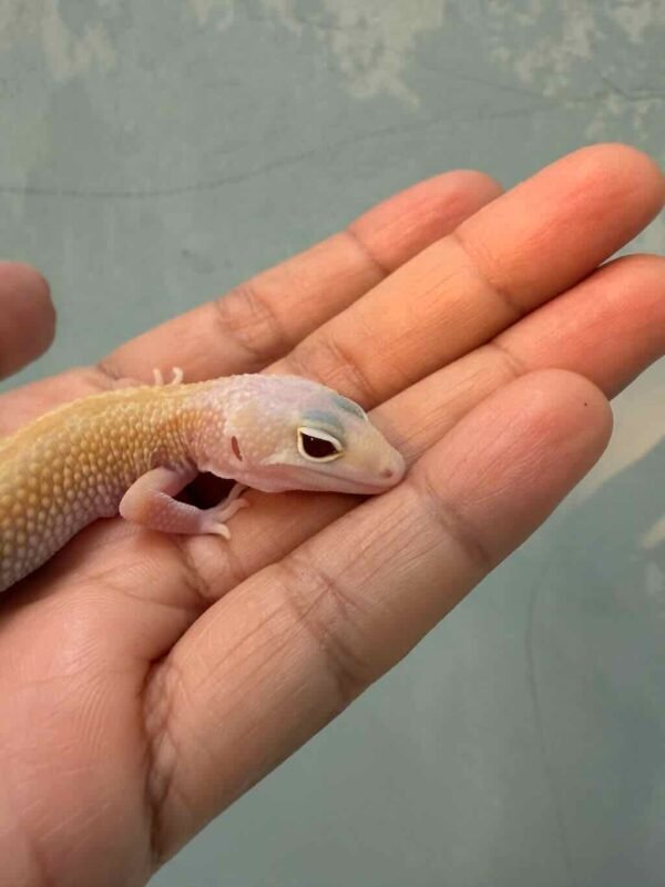 IMG_0230 mata gecko ember ruby eye
