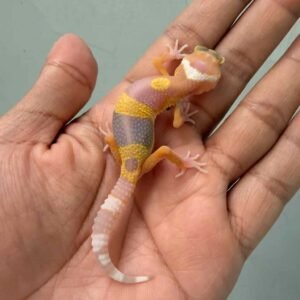IMG_0232 gecko tremper lavender baby