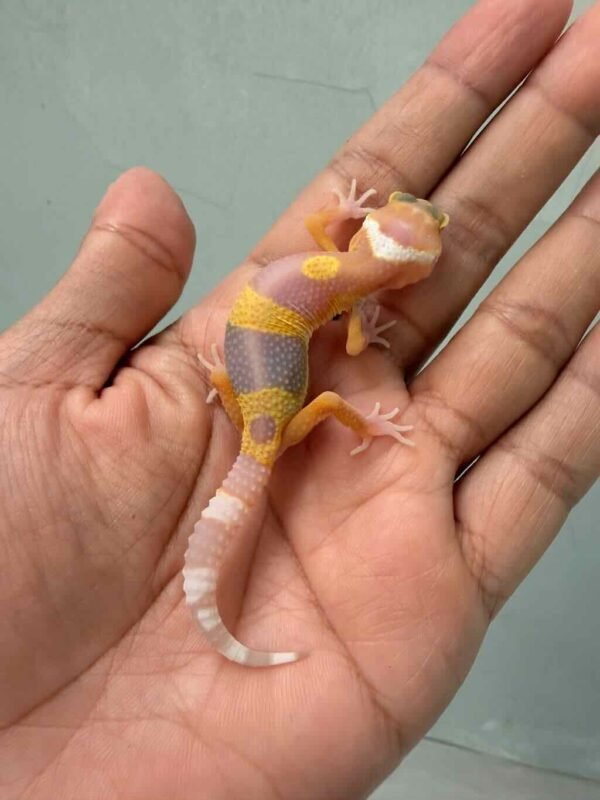gecko tremper lavender baby