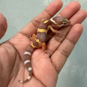 IMG_0294 gecko chocolate baby