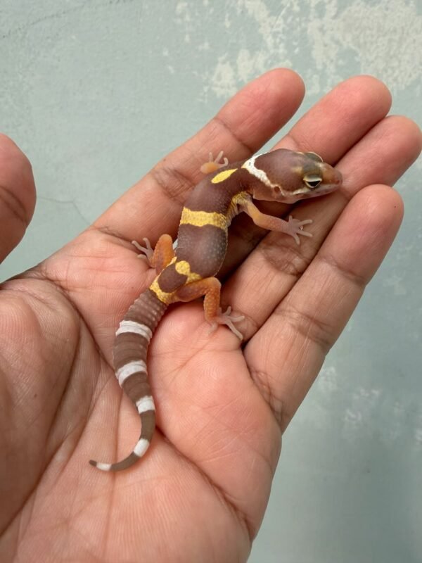 IMG_0294 gecko chocolate baby