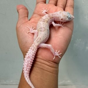 IMG_0303 white & yellow mack snow raptor leopard gecko