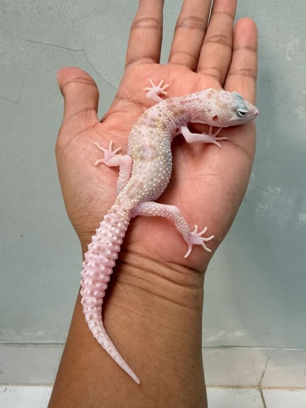 IMG_0303 white & yellow mack snow raptor leopard gecko