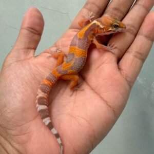IMG_0305 tremper lavender jungle baby