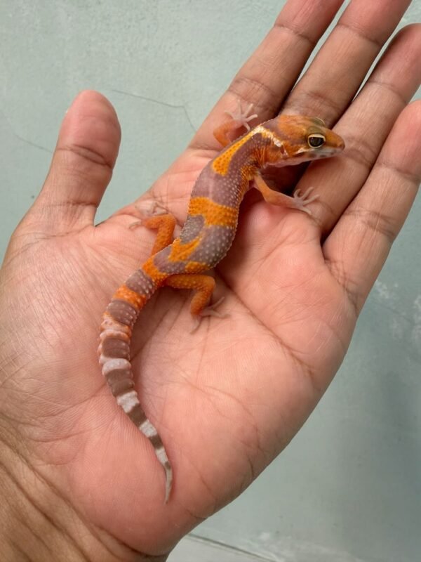 IMG_0305 tremper lavender jungle baby